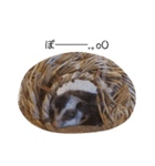 フクモモ風子の日常ฅ•ﻌ•ฅ①（個別スタンプ：23）