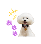 トイプードルのラテ王子（個別スタンプ：1）