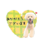 トイプードルのラテ王子（個別スタンプ：5）