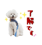 トイプードルのラテ王子（個別スタンプ：12）