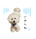 トイプードルのラテ王子（個別スタンプ：14）