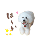 トイプードルのラテ王子（個別スタンプ：15）