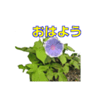 街中の植物（個別スタンプ：1）
