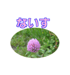 街中の植物（個別スタンプ：2）