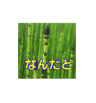 街中の植物（個別スタンプ：4）