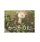 街中の植物（個別スタンプ：5）
