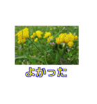 街中の植物（個別スタンプ：6）
