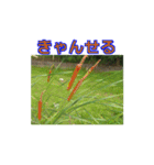 街中の植物（個別スタンプ：7）