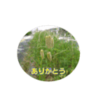 街中の植物（個別スタンプ：9）