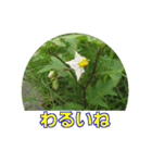 街中の植物（個別スタンプ：10）