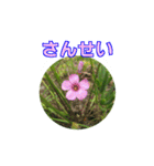 街中の植物（個別スタンプ：11）