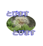 街中の植物（個別スタンプ：12）