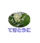 街中の植物（個別スタンプ：14）