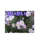 街中の植物（個別スタンプ：15）