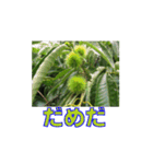 街中の植物（個別スタンプ：16）