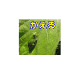 街中の植物（個別スタンプ：17）