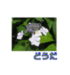 街中の植物（個別スタンプ：18）
