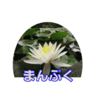 街中の植物（個別スタンプ：20）
