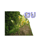街中の植物（個別スタンプ：21）