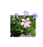 街中の植物（個別スタンプ：22）