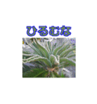 街中の植物（個別スタンプ：23）