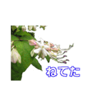 街中の植物（個別スタンプ：25）