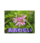 街中の植物（個別スタンプ：26）