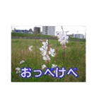 街中の植物（個別スタンプ：28）