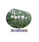 街中の植物（個別スタンプ：29）