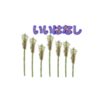 街中の植物（個別スタンプ：31）