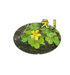 街中の植物（個別スタンプ：33）