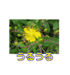街中の植物（個別スタンプ：34）