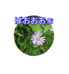 街中の植物（個別スタンプ：35）