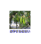 街中の植物（個別スタンプ：38）