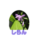 街中の植物（個別スタンプ：39）