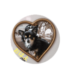 家の可愛い犬メイ（個別スタンプ：1）