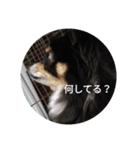 家の可愛い犬メイ（個別スタンプ：3）