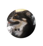 家の可愛い犬メイ（個別スタンプ：4）
