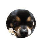 家の可愛い犬メイ（個別スタンプ：5）