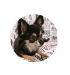 家の可愛い犬メイ（個別スタンプ：6）
