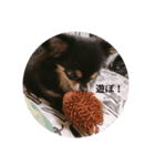 家の可愛い犬メイ（個別スタンプ：7）