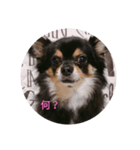 家の可愛い犬メイ（個別スタンプ：8）
