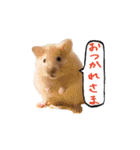 ハムスターふじまるとすももスタンプ（個別スタンプ：1）