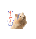 ハムスターふじまるとすももスタンプ（個別スタンプ：2）