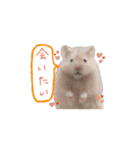 ハムスターふじまるとすももスタンプ（個別スタンプ：3）