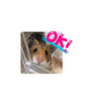 ハムスターふじまるとすももスタンプ（個別スタンプ：6）