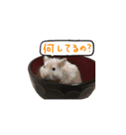 ハムスターふじまるとすももスタンプ（個別スタンプ：12）