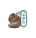 ハムスターふじまるとすももスタンプ（個別スタンプ：13）