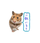 ハムスターふじまるとすももスタンプ（個別スタンプ：16）