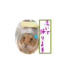 ハムスターふじまるとすももスタンプ（個別スタンプ：19）